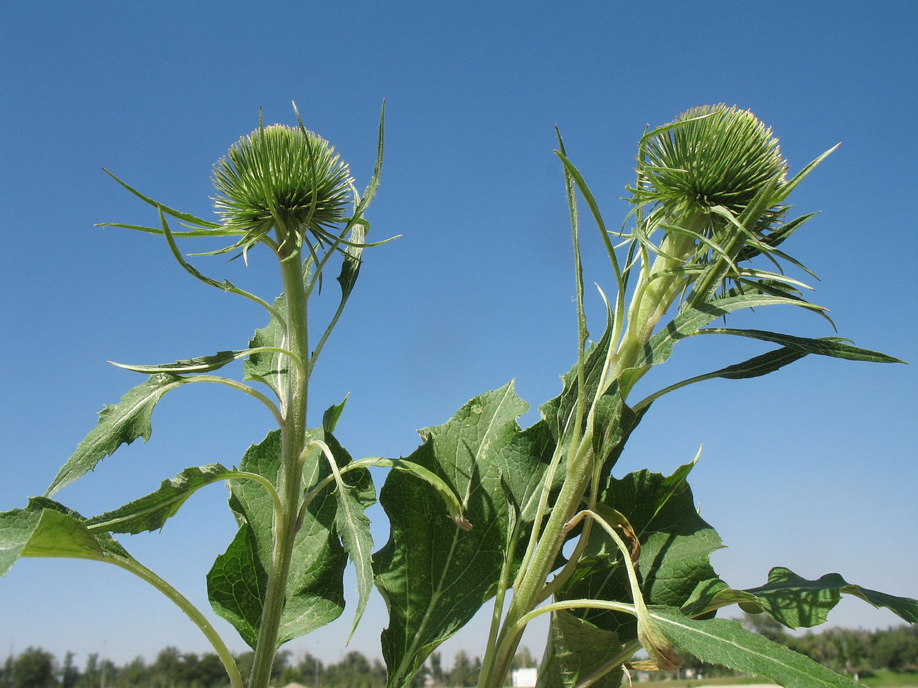 Изображение особи Arctium leiospermum.