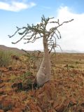Pachypodium lealii. Вегетирующее растение. Намибия, обл. Кунене, округ Sesfontein, кемпинг Онгонго. 17.01.2010.