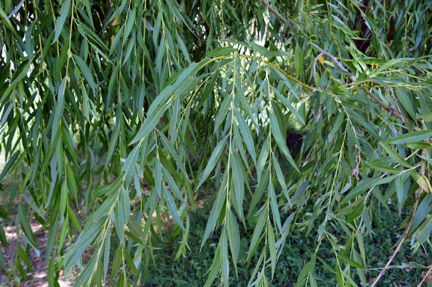 Image of genus Salix specimen.