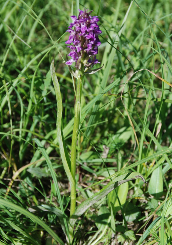 Изображение особи Dactylorhiza incarnata.