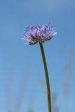 Jasione montana