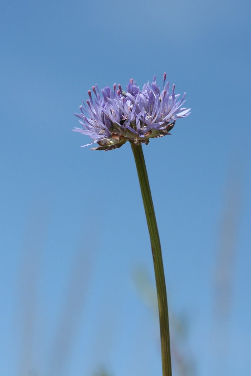 Image of Jasione montana specimen.