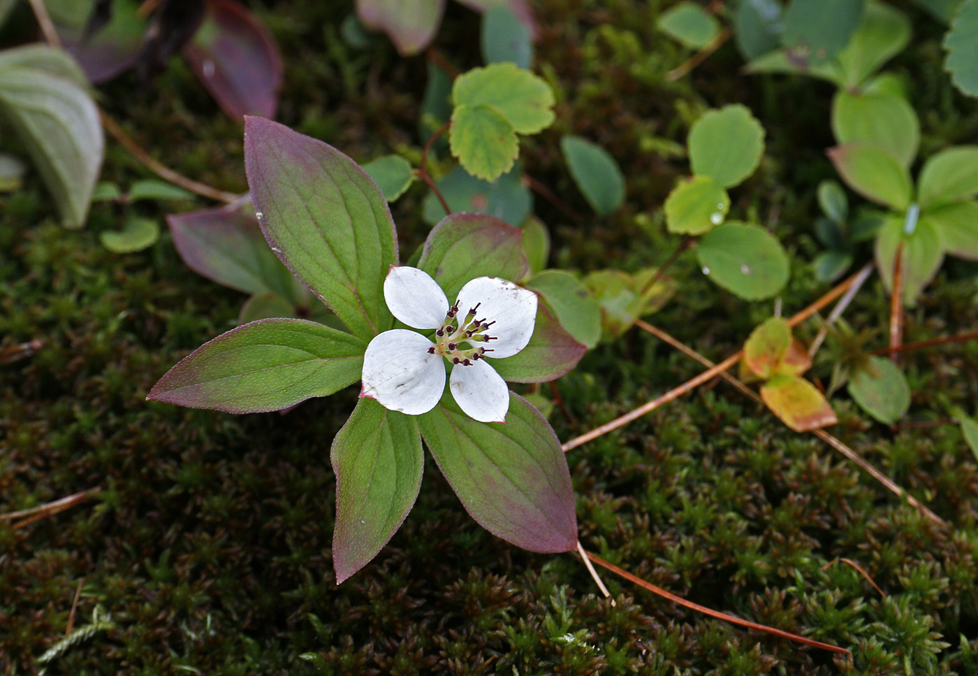 Изображение особи Chamaepericlymenum &times; unalaschkense.