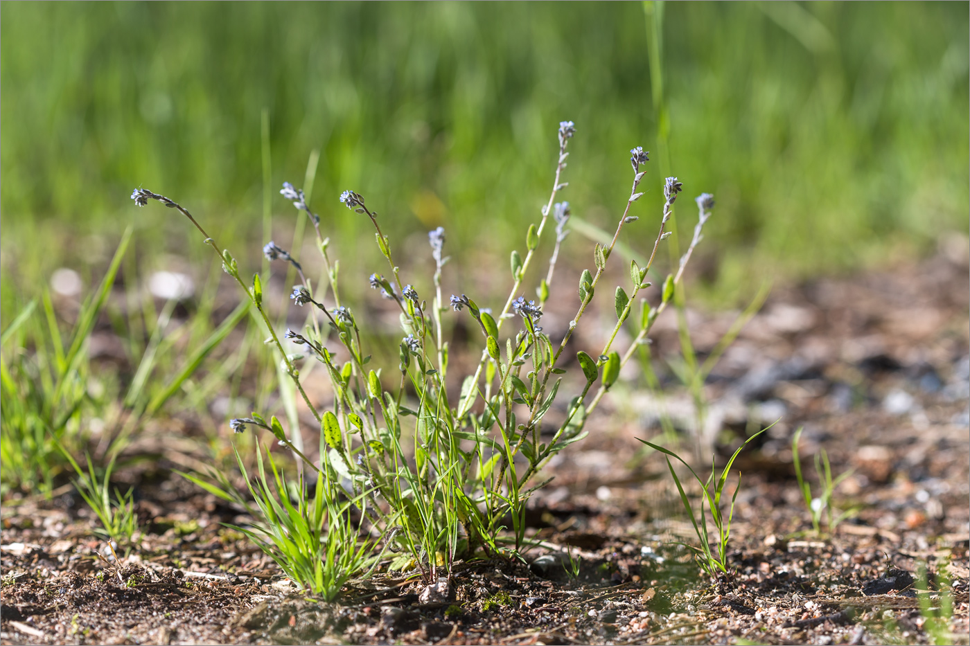 Изображение особи Myosotis micrantha.