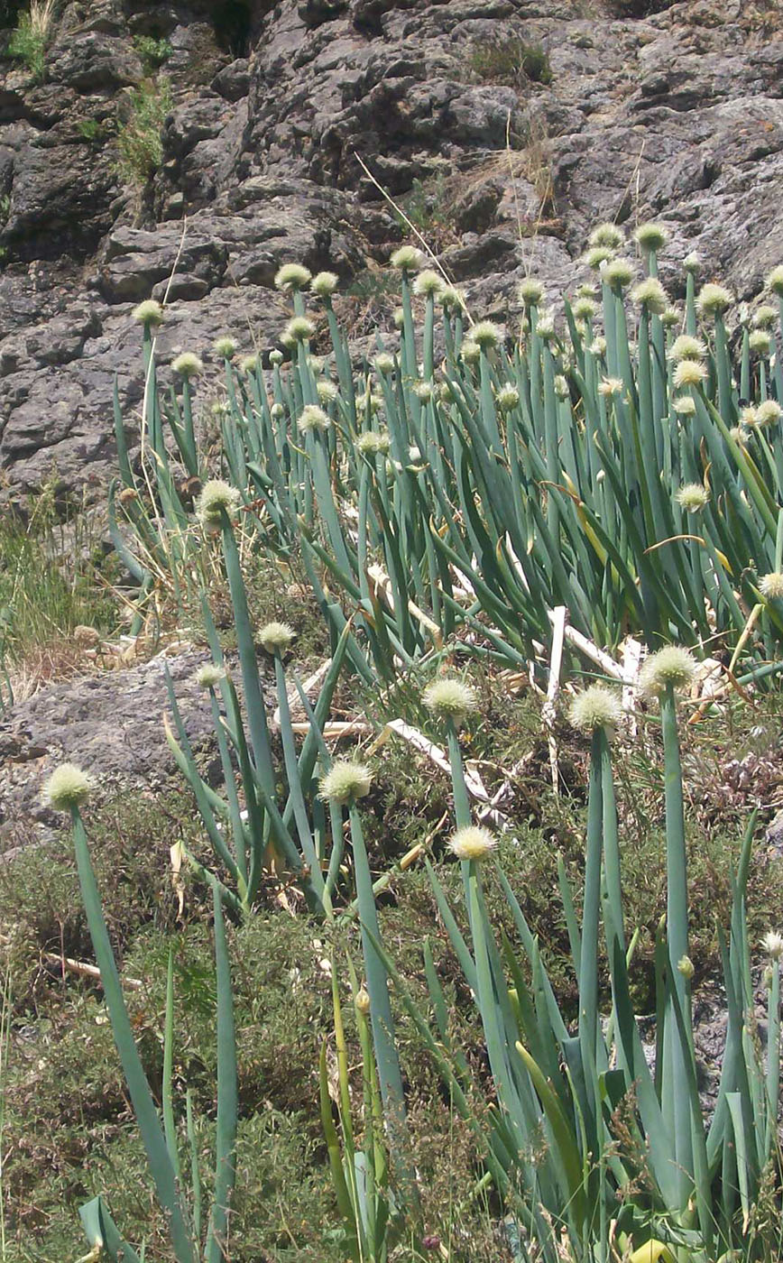 Изображение особи Allium altaicum.