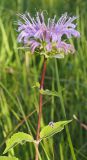 Monarda fistulosa