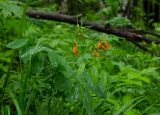 Lathyrus gmelinii. Верхушка цветущего и начинающего плодоносить растения в дождевых каплях с охотящимся пауком. Пермский край, Александровский р-н, дол. р. Яйва, склон юго-западной оконечности Тихого Камня, разреженный хвойно-мелколиственный лес. 12 июня 2022 г.