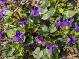 Viola odorata