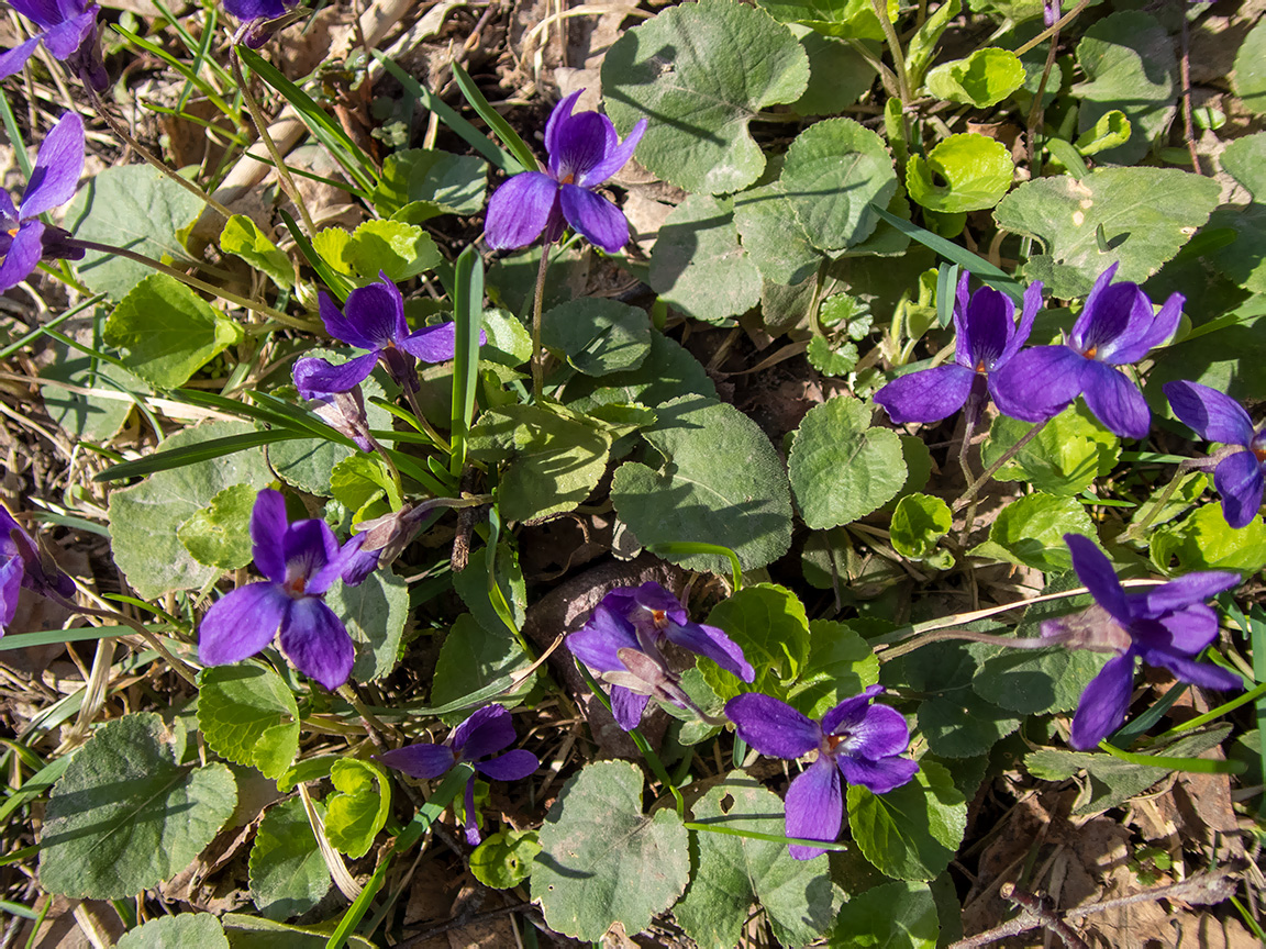 Image of Viola odorata specimen.