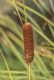 Typha laxmannii