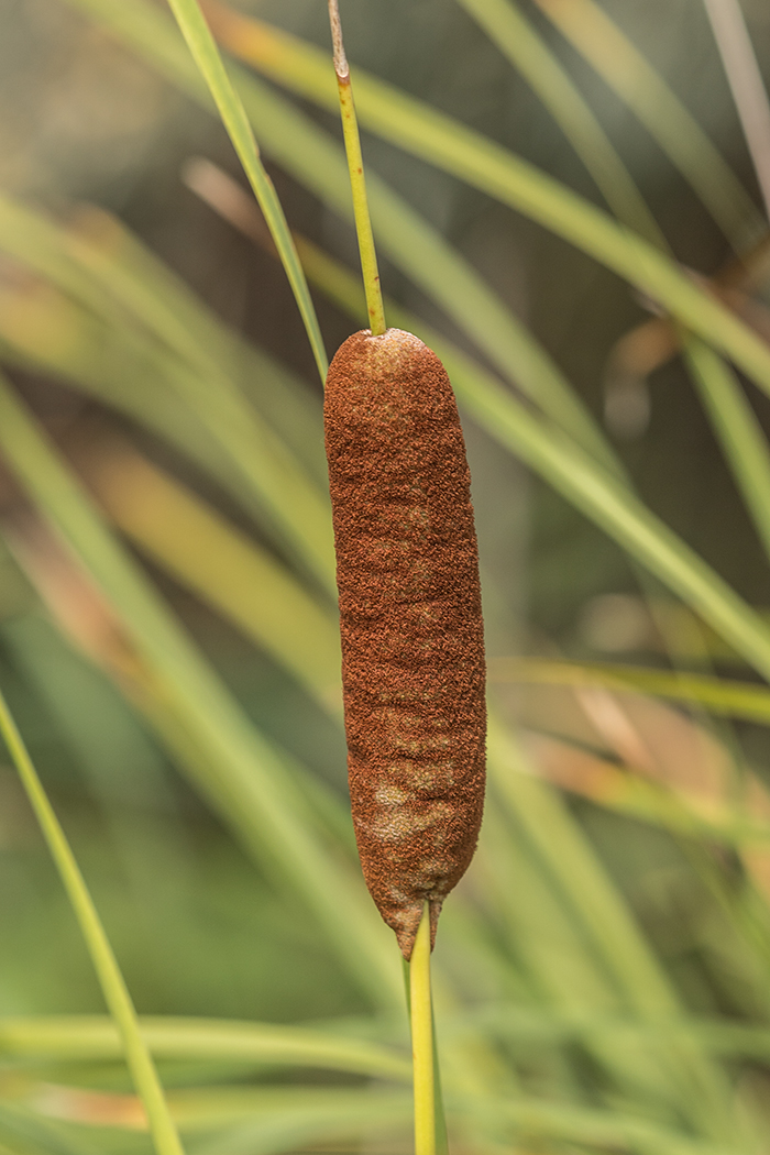 Изображение особи Typha laxmannii.