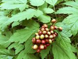 Actaea erythrocarpa