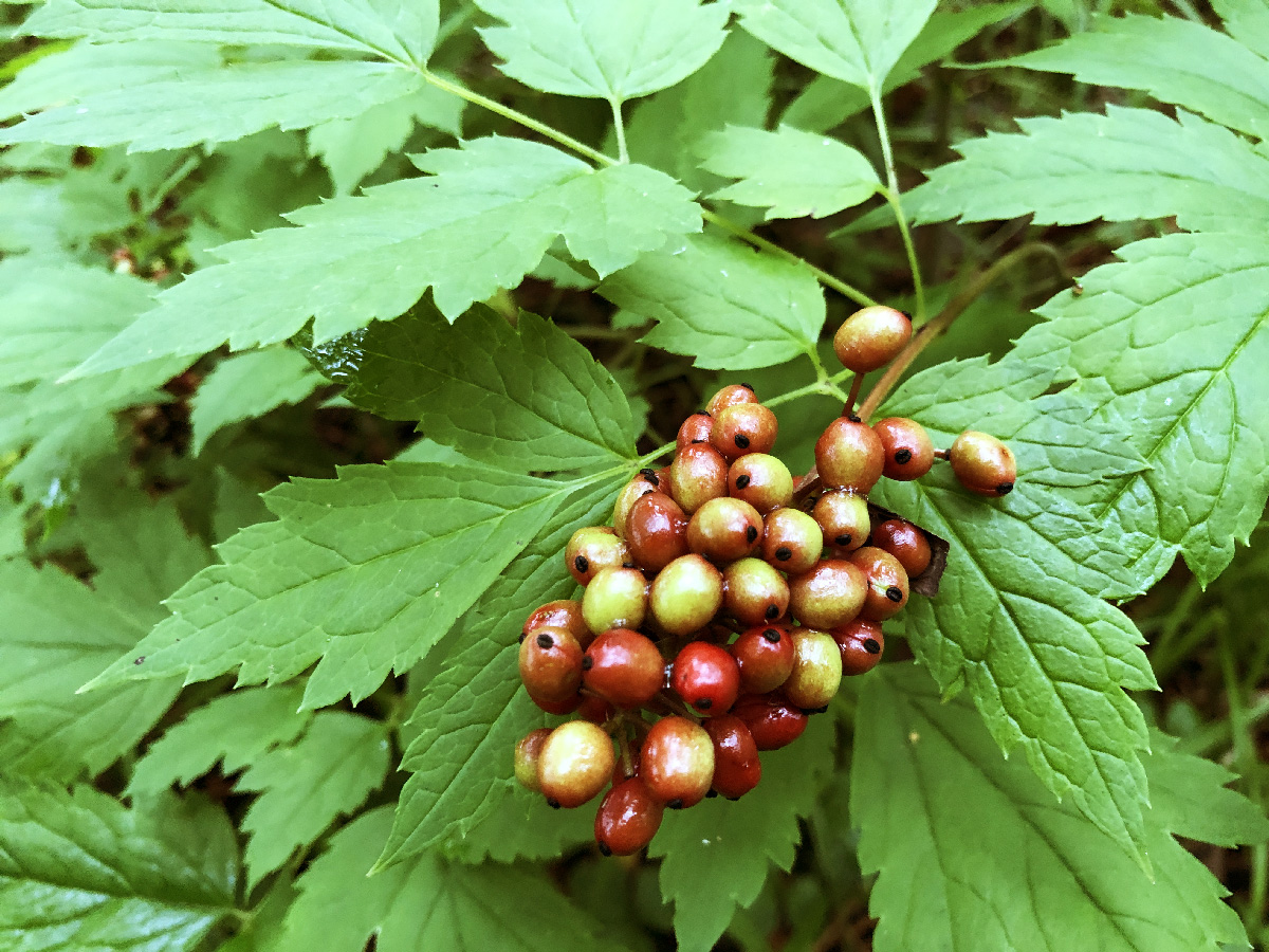 Image of Actaea erythrocarpa specimen.