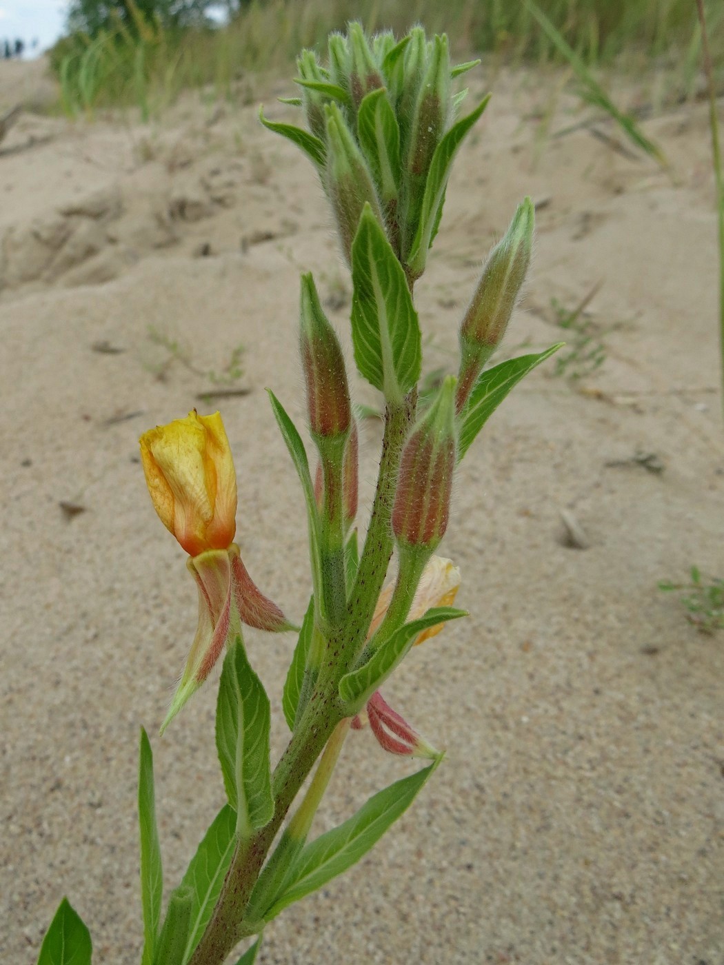 Изображение особи Oenothera depressa.