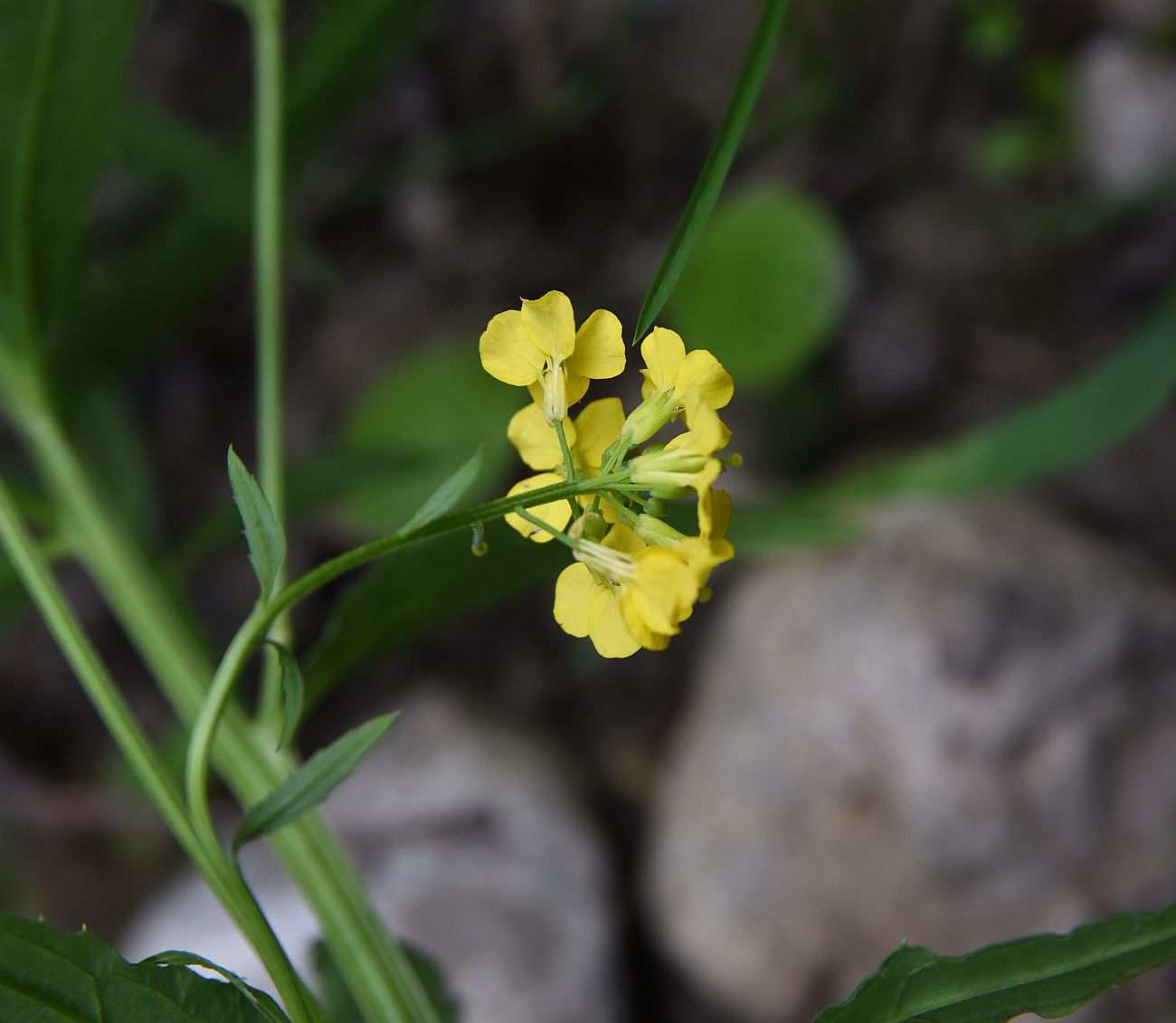 Изображение особи Erysimum aureum.