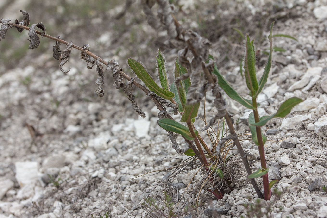 Image of genus Hieracium specimen.