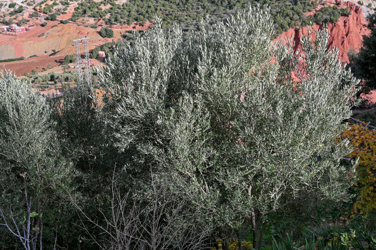 Image of Olea europaea specimen.
