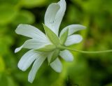 Stellaria holostea