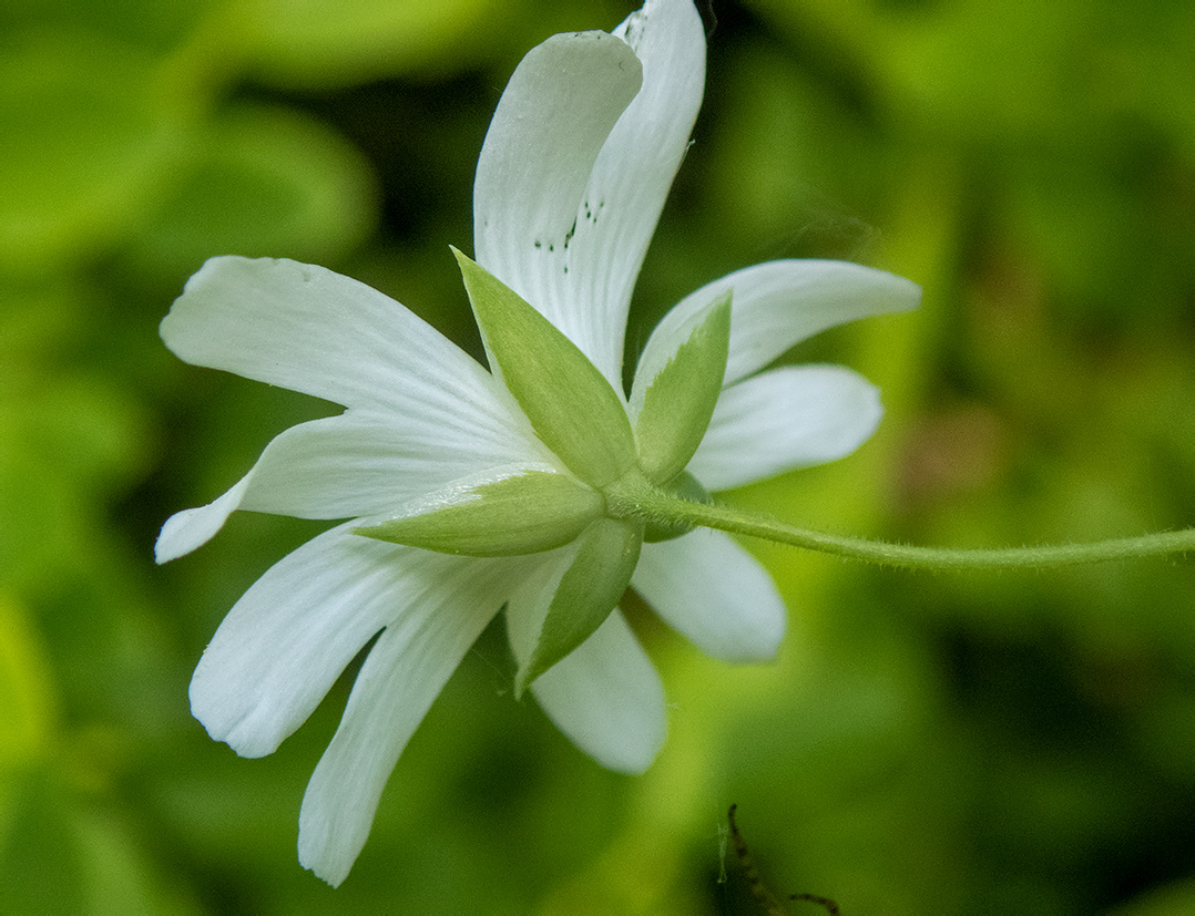 Image of Stellaria holostea specimen.