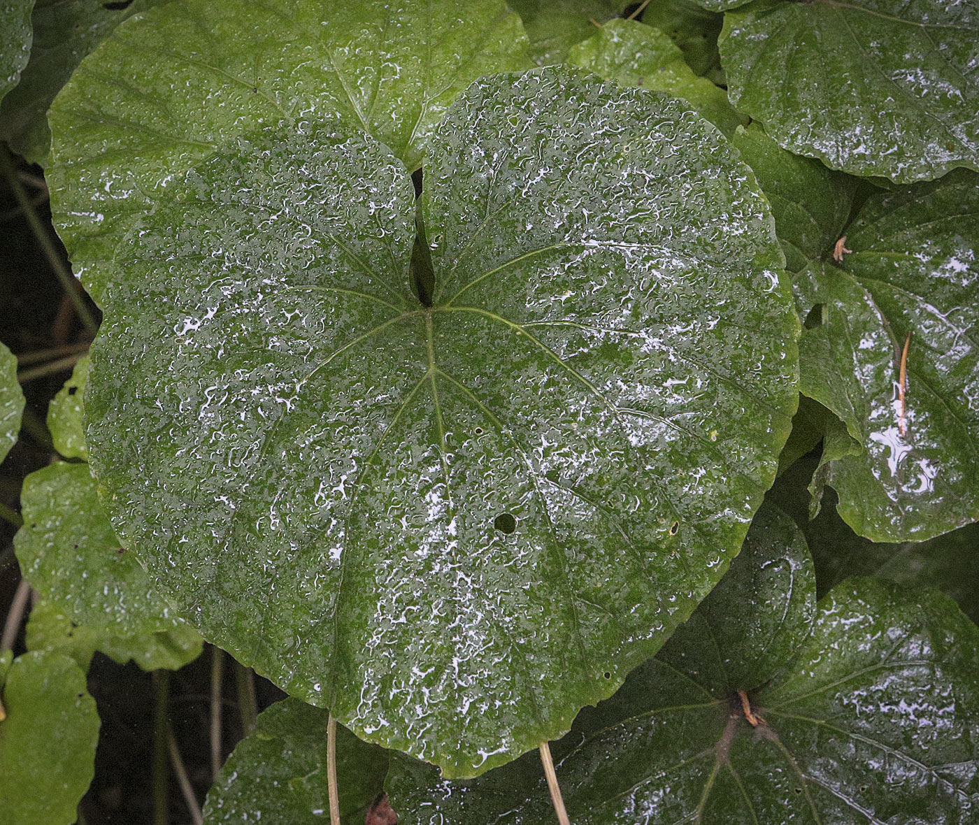 Image of Pachyphragma macrophyllum specimen.