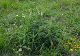 Astragalus galegiformis