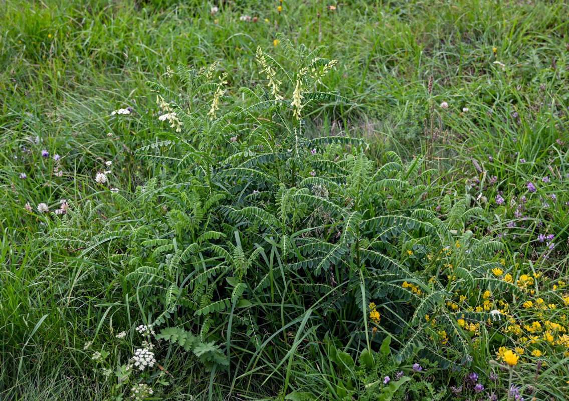 Изображение особи Astragalus galegiformis.