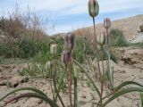 Tulipa salsola