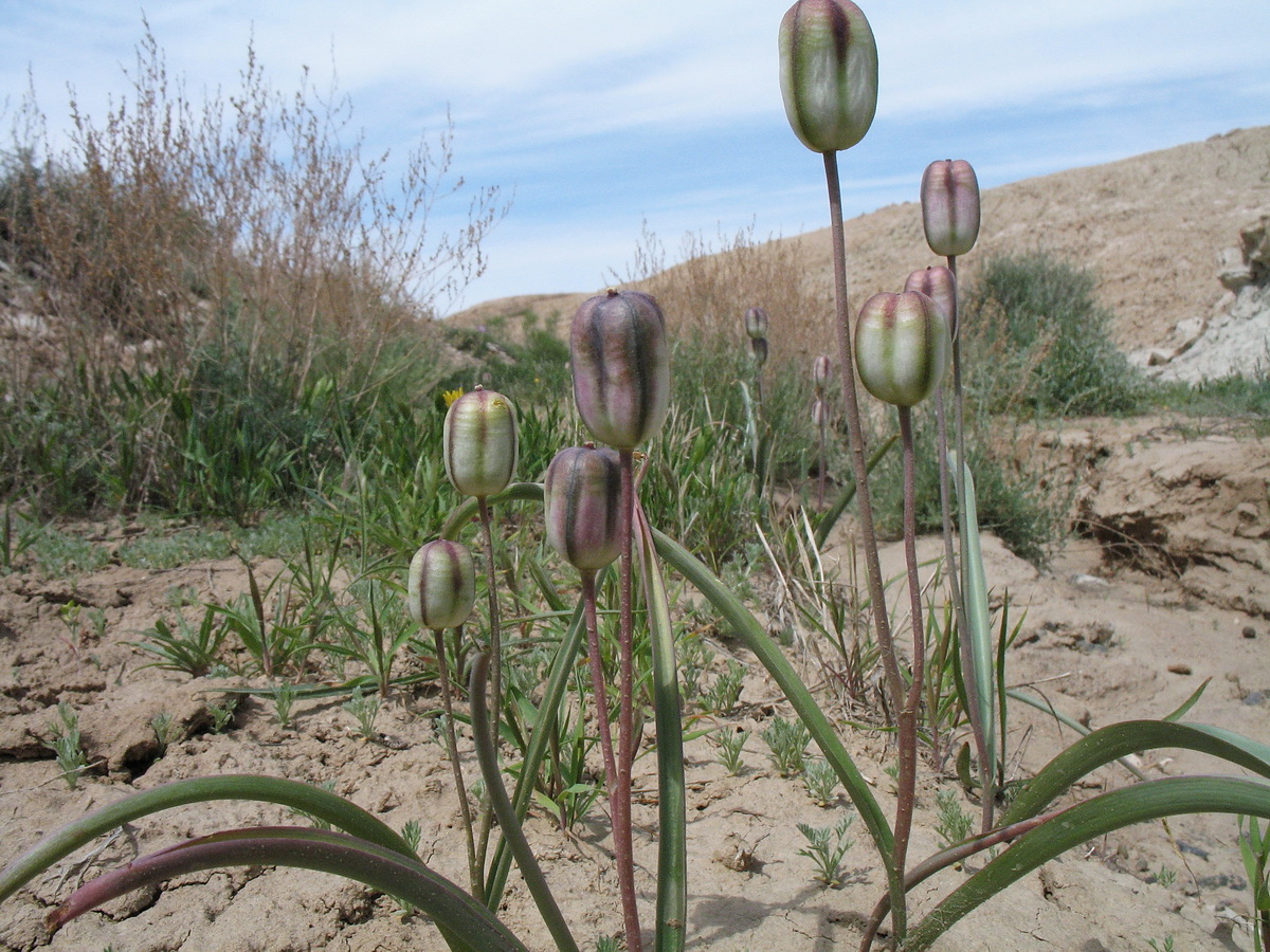 Изображение особи Tulipa salsola.