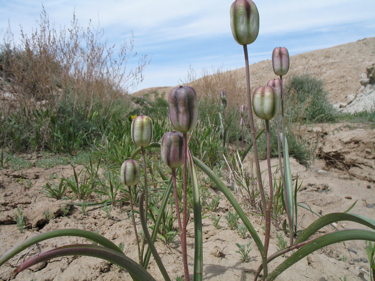 Изображение особи Tulipa salsola.