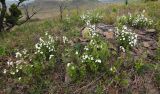 Rosa spinosissima. Цветущие растения (Rosa gracilipes Chrshan.). Приморский край, Уссурийский ГО, окр. с. Николо-Львовское, среди камней. 13.05.2023.