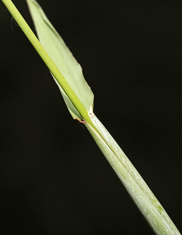 Изображение особи Alopecurus arundinaceus.