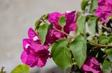 Bougainvillea glabra. Верхушка побега с соцветием. Египет, мухафаза Александрия, г. Александрия, в культуре. 02.05.2023.