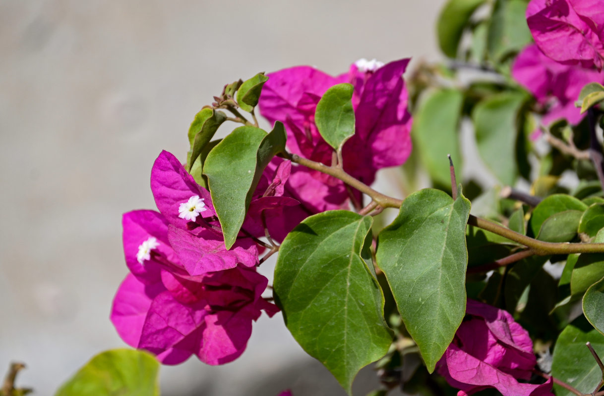 Image of Bougainvillea glabra specimen.