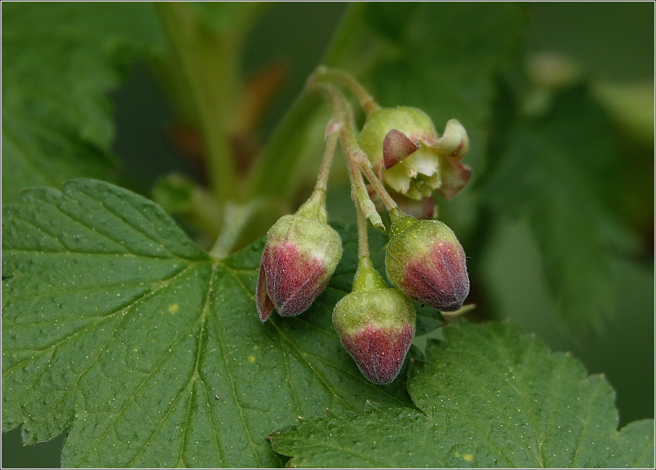 Изображение особи Ribes nigrum.