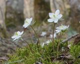 Eranthis stellata. Цветущие растения среди моховой куртинки. Амурская обл., Хинганский заповедник, кластер \"Хинганское\", басс. р. Карапча, хвойно-широколиственный лес. 02.05.2022.