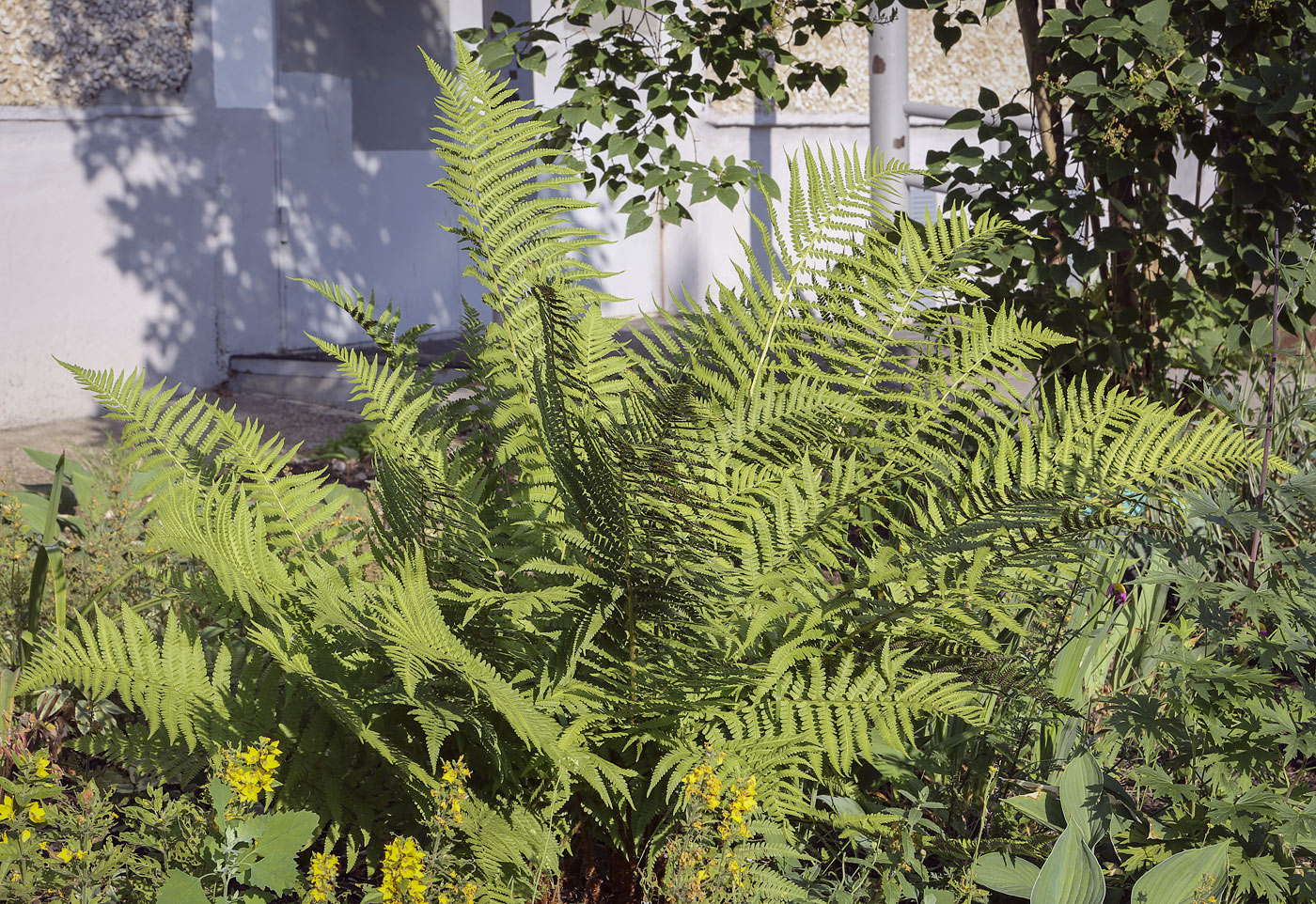 Image of Dryopteris filix-mas specimen.