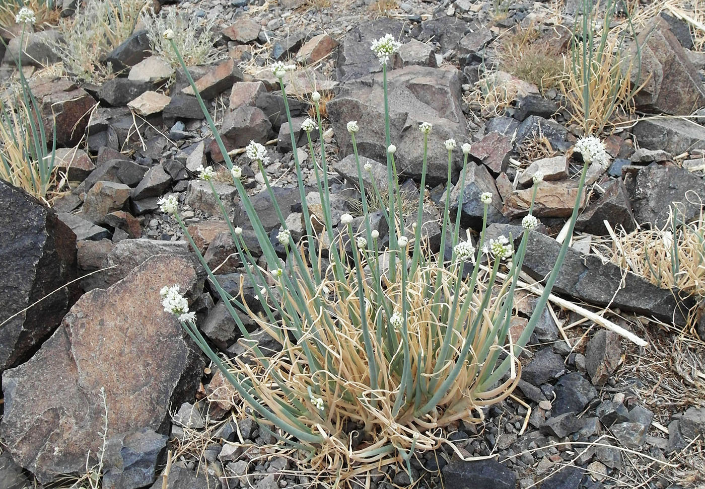 Image of Allium galanthum specimen.