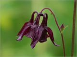 Aquilegia vulgaris