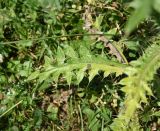 Cirsium echinus