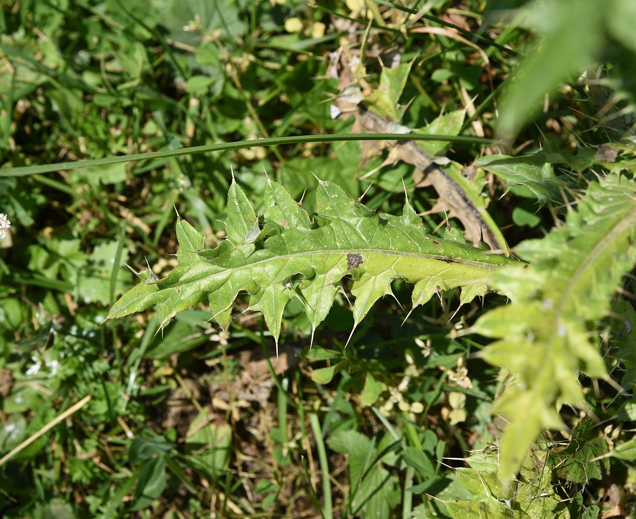 Image of Cirsium echinus specimen.