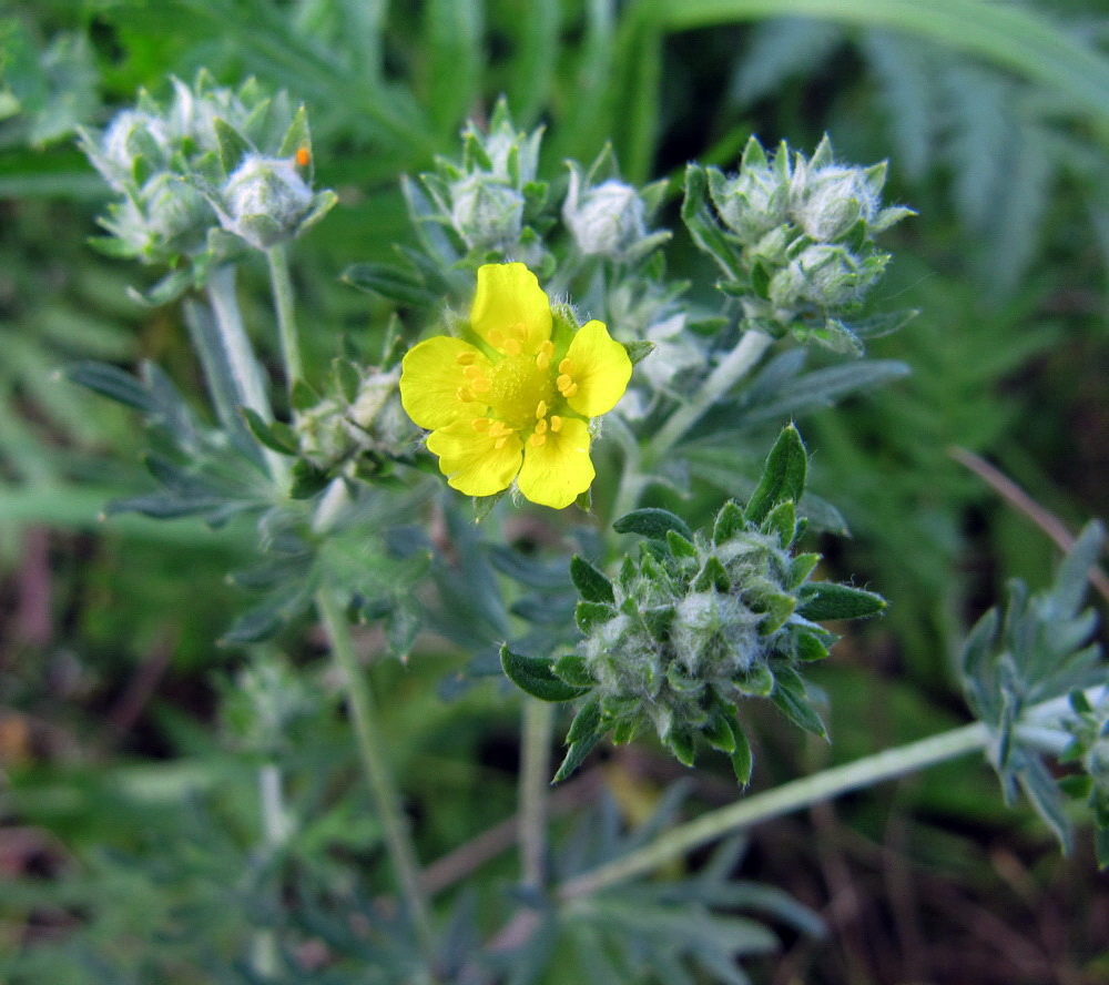 Изображение особи Potentilla argentea.