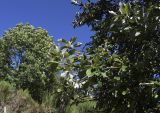 Sorbus aria