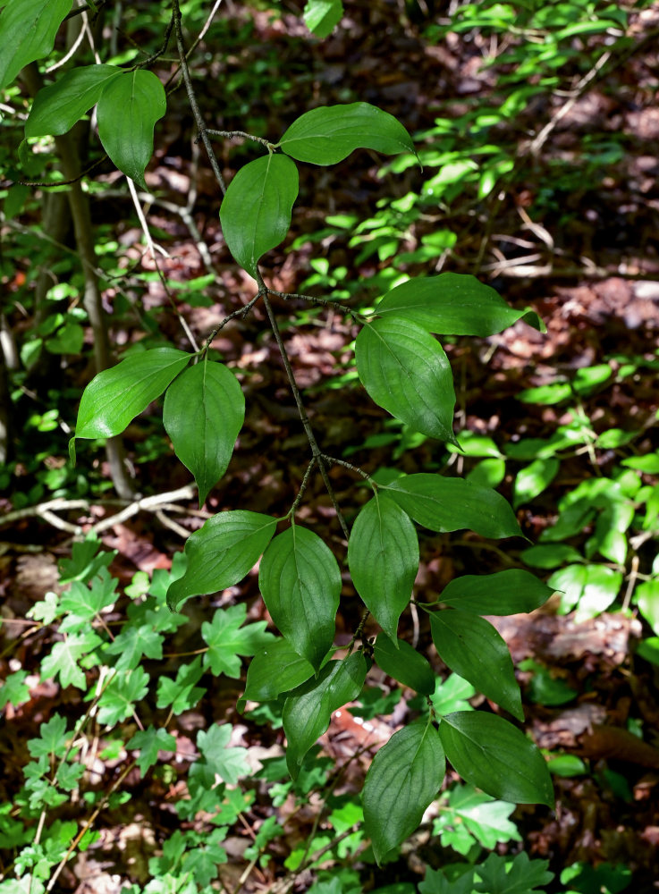 Image of Cornus mas specimen.