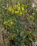 Senecio jacobaea. Верхушка цветущего растения. Оренбургская обл., Кувандыкский гор. округ, окр. дер. Первое Юмагузино, луг. 05.07.2023.