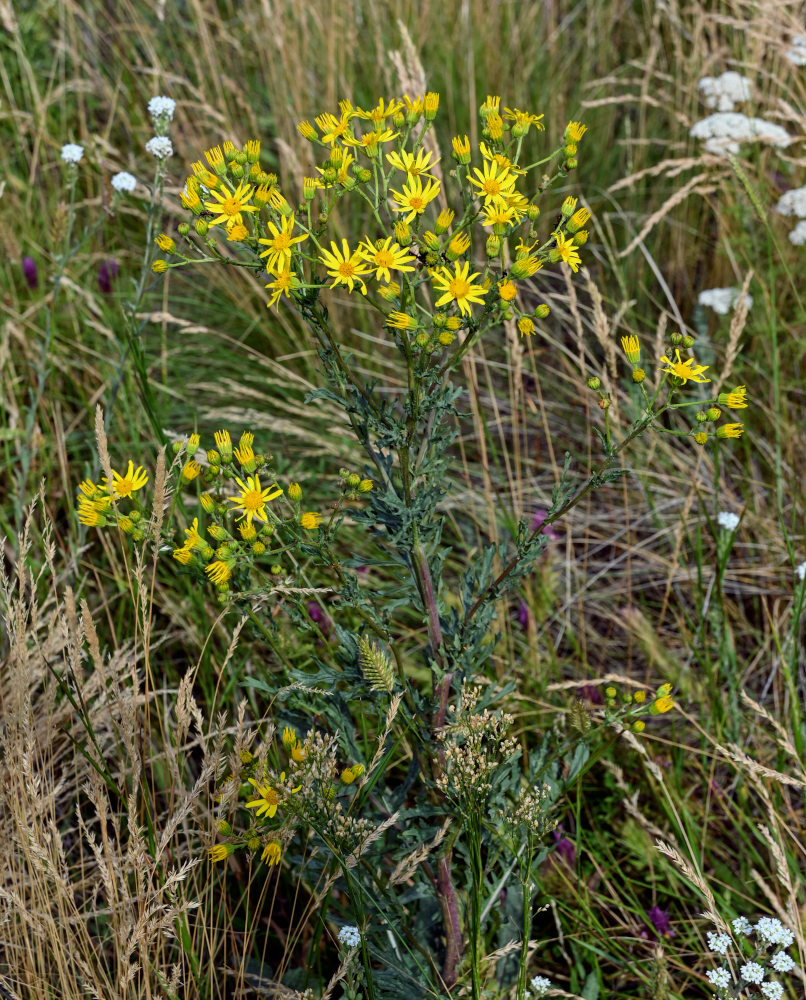 Изображение особи Senecio jacobaea.