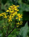 Ligularia thomsonii. Соцветия. Киргизия, Джалал-Абадская обл., Западный Тянь-Шань, Чаткальский хр., перевал Макмал, ≈ 2600 м н.у.м., используемый под выпас субальпийский луг. 13.07.2022.