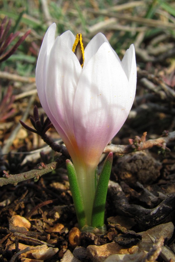 Image of Colchicum triphyllum specimen.