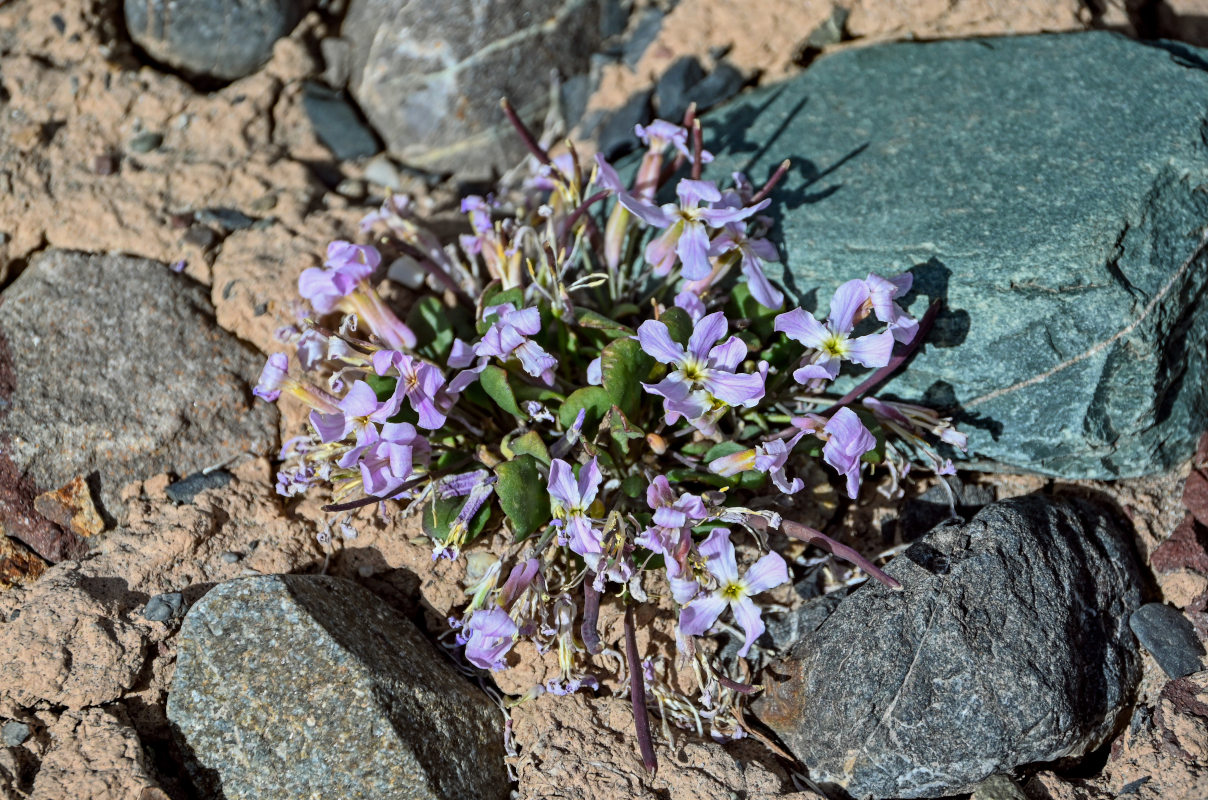 Image of genus Leiospora specimen.