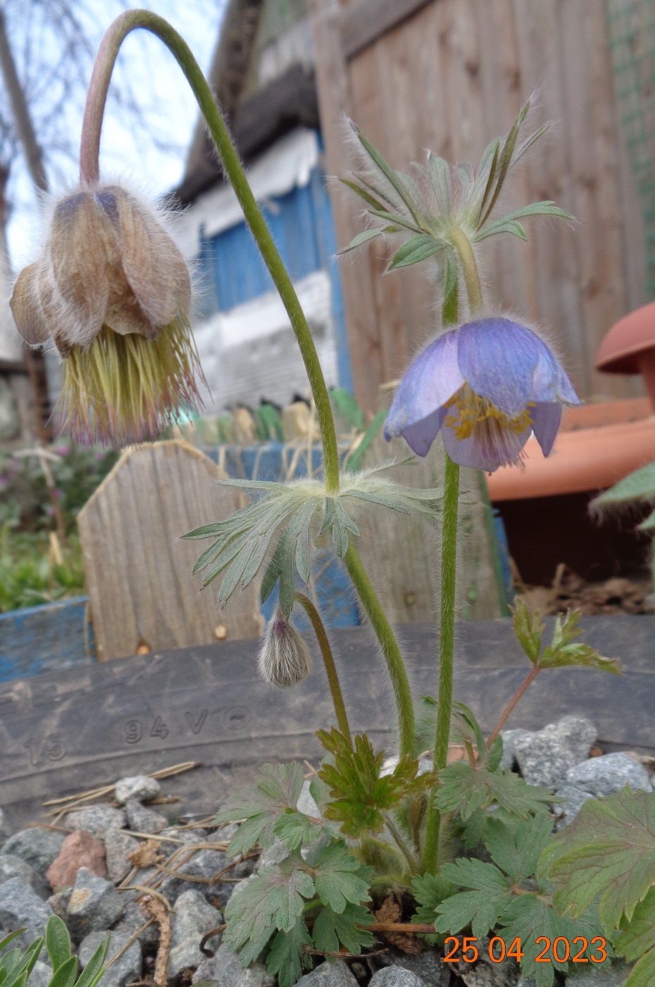 Изображение особи Pulsatilla tatewakii.