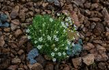 Minuartia arctica. Цветущее растение в сообществе с Dicentra peregrina. Сахалин, Макаровский гор. округ, хр. Жданко, ≈ 400 м н.у.м., осыпающийся каменистый склон. 16.08.2022.